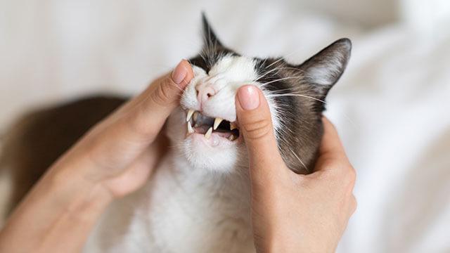 Dental Services