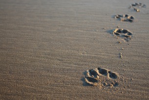 Dog paw prints in sand representing compassionate pet loss and aftercare services in Columbia