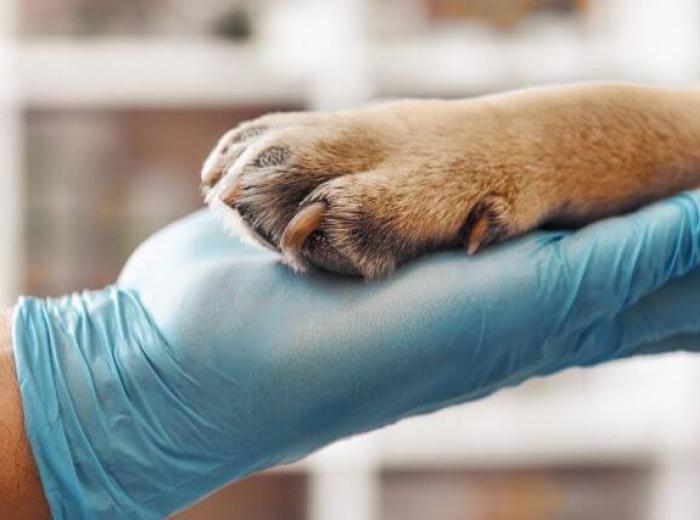 The Importance of Lab Work Through Your Dog's Life